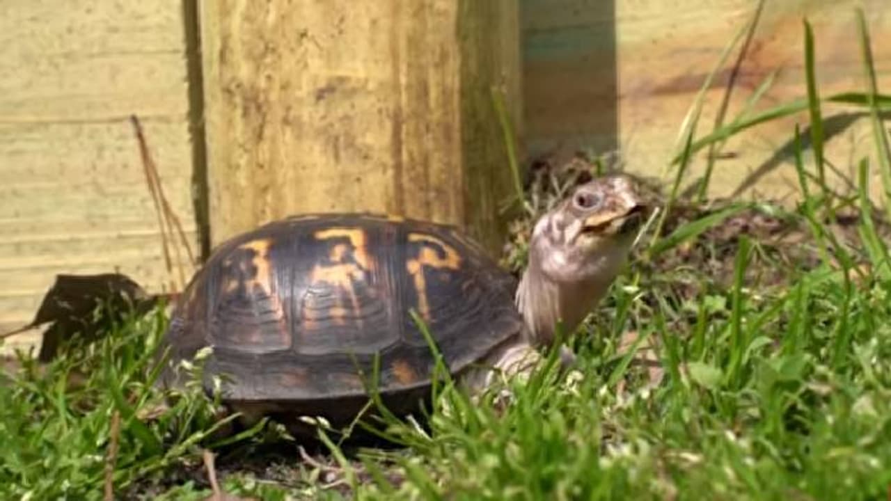 സൂര്യപ്രകാശം കണ്ടിട്ട് 50വർഷം, വളർത്തിയത് ക്യാറ്റ് ഫുഡ്ഡ് നൽകി, റോക്കലിനയുടെ കഥ കേട്ടാല് കണ്ണുനിറയും സൂര്യപ്രകാശം കണ്ടിട്ട് 50വർഷം, വളർത്തിയത് ക്യാറ്റ് ഫുഡ്ഡ് നൽകി, റോക്കലിനയുടെ കഥ കേട്ടാല് കണ്ണുനിറയും
