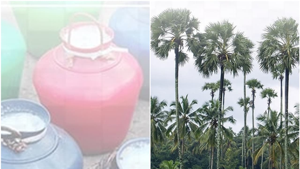 ചിറ്റൂരിൽ എക്സൈസ് റെയ്ഡിൽ പിടിച്ചത് 1800 ലിറ്റർ കള്ള്; അനധികൃതമായി സൂക്ഷിച്ചത് തോപ്പുകളിൽ 