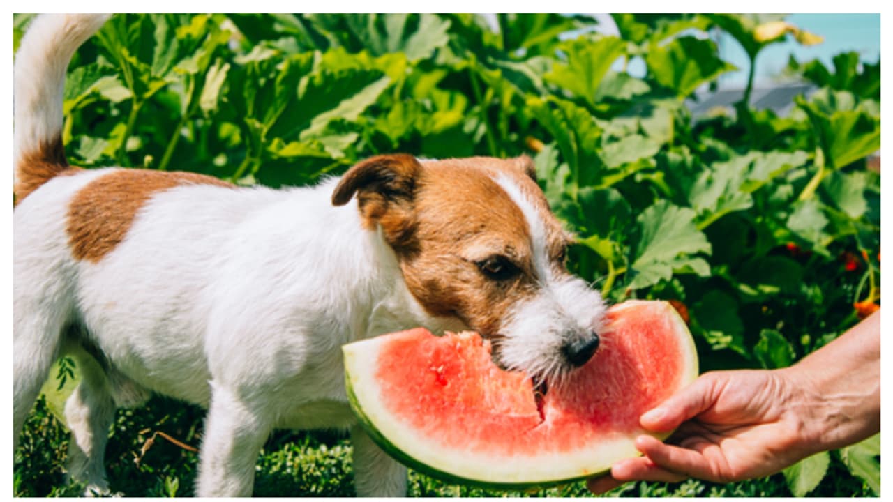 വേനലെത്തി, വളർത്ത് നായക്ക് ഭക്ഷണം നൽകുമ്പോൾ ഇക്കാര്യങ്ങൾ ശ്രദ്ധിക്കണേ 