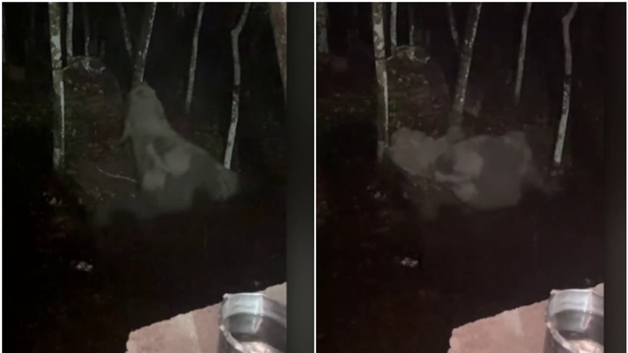 പാതിരാത്രിയിൽ വീടിന് പരിസരത്ത് വലിയ ശബ്ദം, വീട്ടുകാരിറങ്ങി നോക്കി, കണ്ടത് കക്കൂസ് കുഴിയിൽ കിടക്കുന്ന കാട്ടാനയെ പാതിരാത്രിയിൽ വീടിന് പരിസരത്ത് വലിയ ശബ്ദം, വീട്ടുകാരിറങ്ങി നോക്കി, കണ്ടത് കക്കൂസ് കുഴിയിൽ കിടക്കുന്ന കാട്ടാനയെ