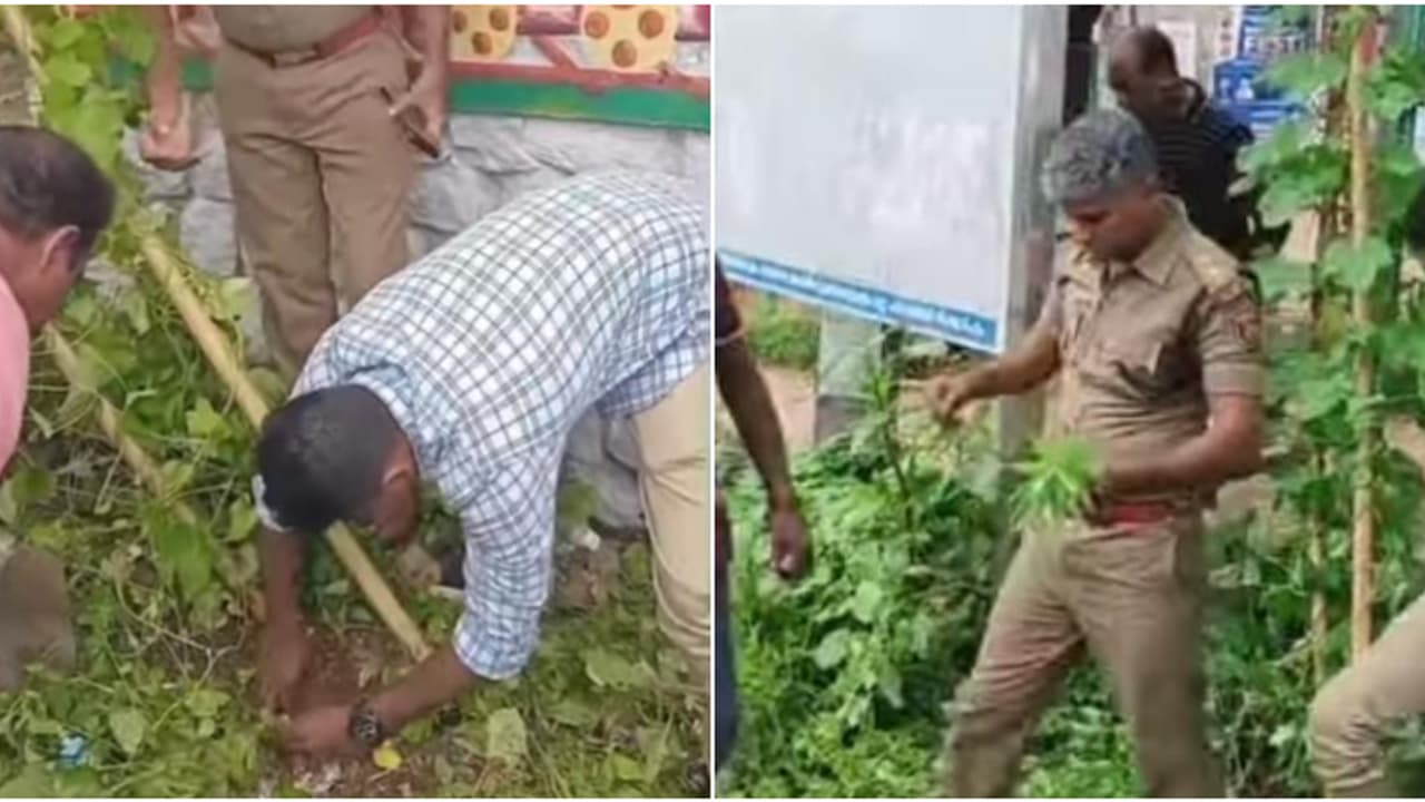 എംസി റോഡിൽ ബിഎസ്എൻഎൽ ഓഫീസിന്റെ മുൻവശം, 90 സെ.മീ ഉയരം; കഞ്ചാവ് ഉപയോഗം പിടിക്കാനെത്തിയ എക്സൈസ് സംഘം കണ്ടത്... എംസി റോഡിൽ ബിഎസ്എൻഎൽ ഓഫീസിന്റെ മുൻവശം, 90 സെ.മീ ഉയരം; കഞ്ചാവ് ഉപയോഗം പിടിക്കാനെത്തിയ എക്സൈസ് സംഘം കണ്ടത്...