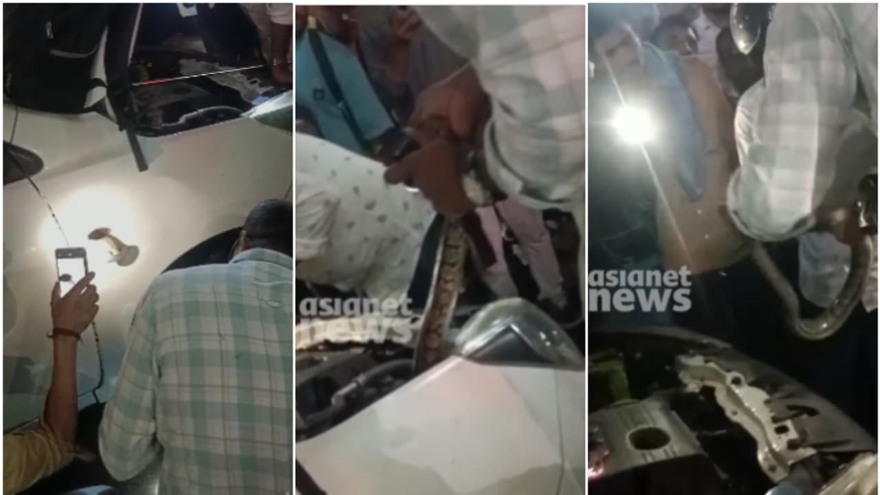 കണ്ണൂരിൽ കാറിന്‍റെ ബോണറ്റിനുള്ളിൽ കയറിക്കൂടി വമ്പൻ പെരുമ്പാമ്പ്, നാട്ടുകാർ കണ്ടത് ഭാഗ്യമായി, ചാക്കിലാക്കി