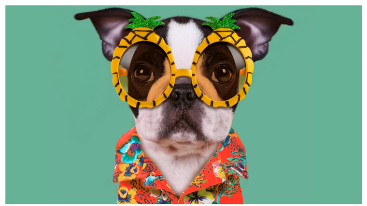 വേനൽക്കാലമെത്തി, നിങ്ങളുടെ വളർത്ത് മൃഗങ്ങൾക്ക് കഴിക്കാൻ കഴിയുന്ന 5 ഭക്ഷണങ്ങൾ ഇതാണ്