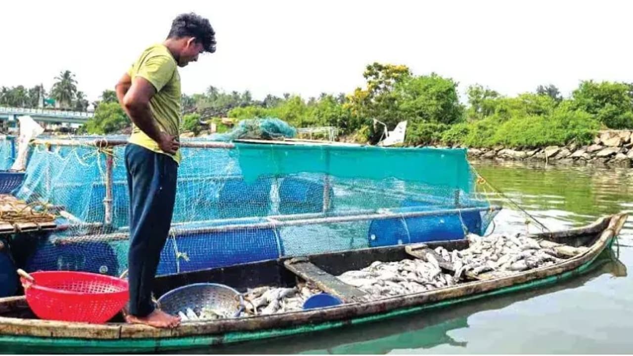കണ്ണീർ കാഴ്ച, കിലോ 650 രൂപ വിലവരുന്ന 8000 കാളാഞ്ചി, മൊത്തം 50 ലക്ഷത്തിലേറെ വില വരുന്ന മത്സ്യങ്ങൾ ചത്തുപൊങ്ങി