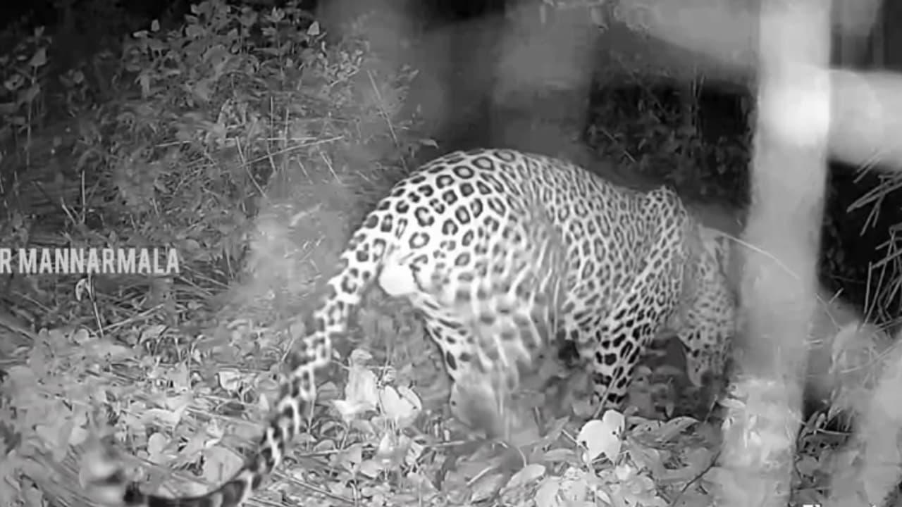 നാട്ടുകാര് സ്ഥാപിച്ച ക്യാമറയിൽ പുലി 'കുടുങ്ങി'; റോഡ് മുറിച്ചു കടക്കുന്നതിന്റെ ദൃശ്യങ്ങള് പുറത്ത് നാട്ടുകാര് സ്ഥാപിച്ച ക്യാമറയിൽ പുലി 'കുടുങ്ങി'; റോഡ് മുറിച്ചു കടക്കുന്നതിന്റെ ദൃശ്യങ്ങള് പുറത്ത്