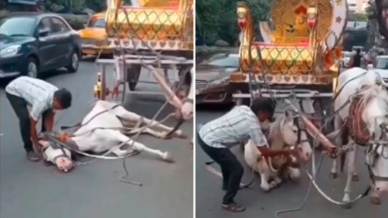 ಸುಸ್ತಾಗಿ ರಸ್ತೆ ಮಧ್ಯೆ ಕುಸಿದ ಕುದುರೆಗೆ ಥಳಿಸಿದ ಮಾಲೀಕ: ವೀಡಿಯೋ ವೈರಲ್