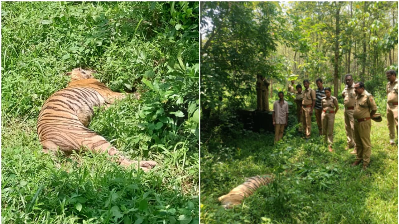 കോന്നിയിൽ കടുവയെ ചത്തനിലയിൽ കണ്ടെത്തി; വനം വകുപ്പ് ഉദ്യോഗസ്ഥർ സ്ഥലത്തെത്തി, പോസ്റ്റുമോർട്ടം നടത്തും