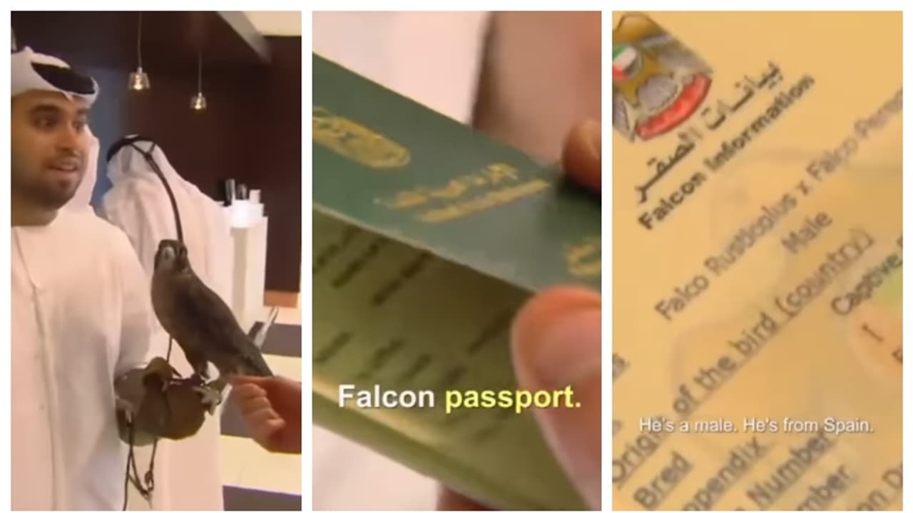 'അവനും നമ്മളോടൊപ്പം പറക്കും'; സ്വന്തമായി പാസ്പോർട്ടുള്ള ഫാൽക്കണിന്‍റെ വീഡിയോ വൈറല്‍ 