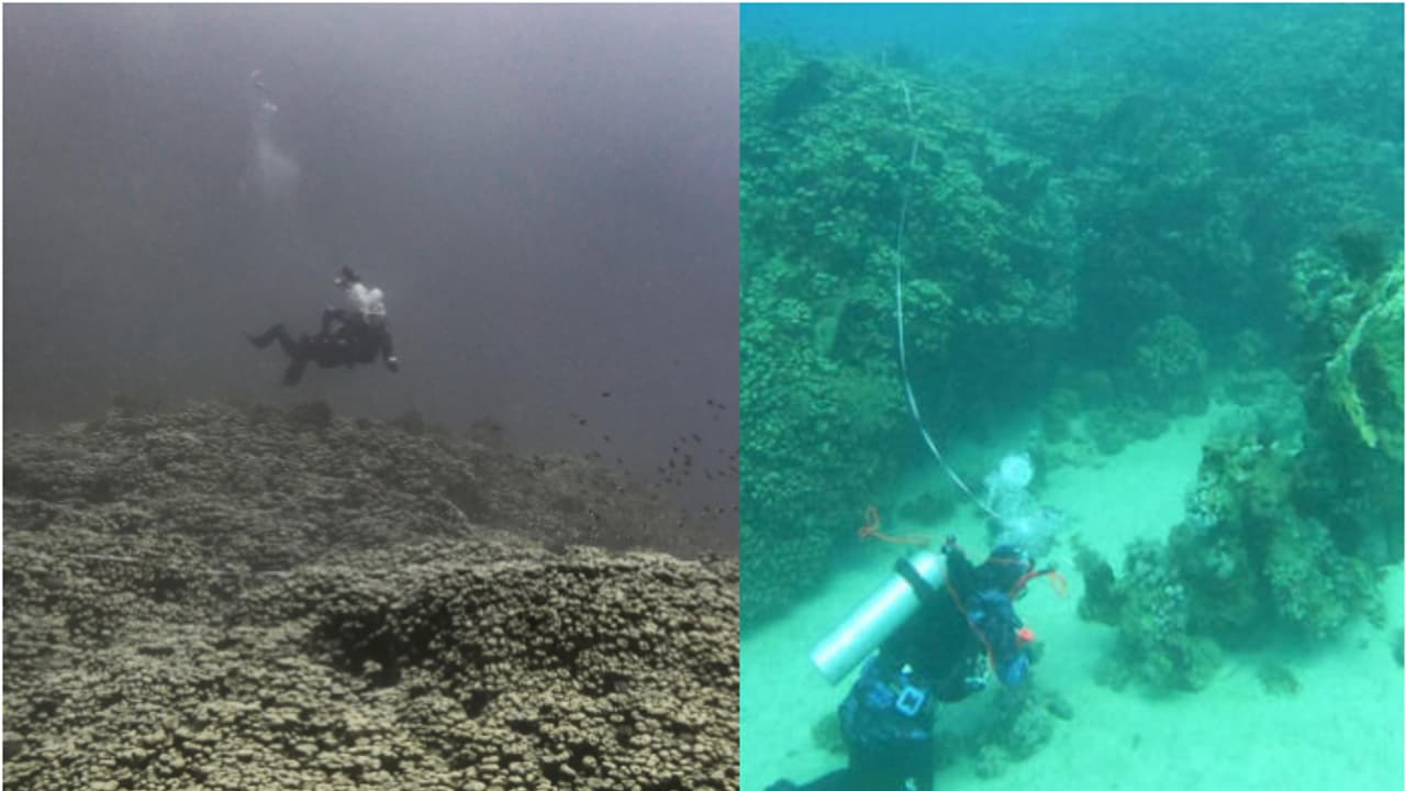 കടിലിനടിത്തട്ടിൽ ഒളിച്ച ആ അത്ഭുതം, 800 വർഷത്തോളം പഴക്കം; കണ്ടെത്തിയത് അതിശയിപ്പിക്കും ഭീമൻ പവിഴപ്പുറ്റ് കോളനി കടിലിനടിത്തട്ടിൽ ഒളിച്ച ആ അത്ഭുതം, 800 വർഷത്തോളം പഴക്കം; കണ്ടെത്തിയത് അതിശയിപ്പിക്കും ഭീമൻ പവിഴപ്പുറ്റ് കോളനി