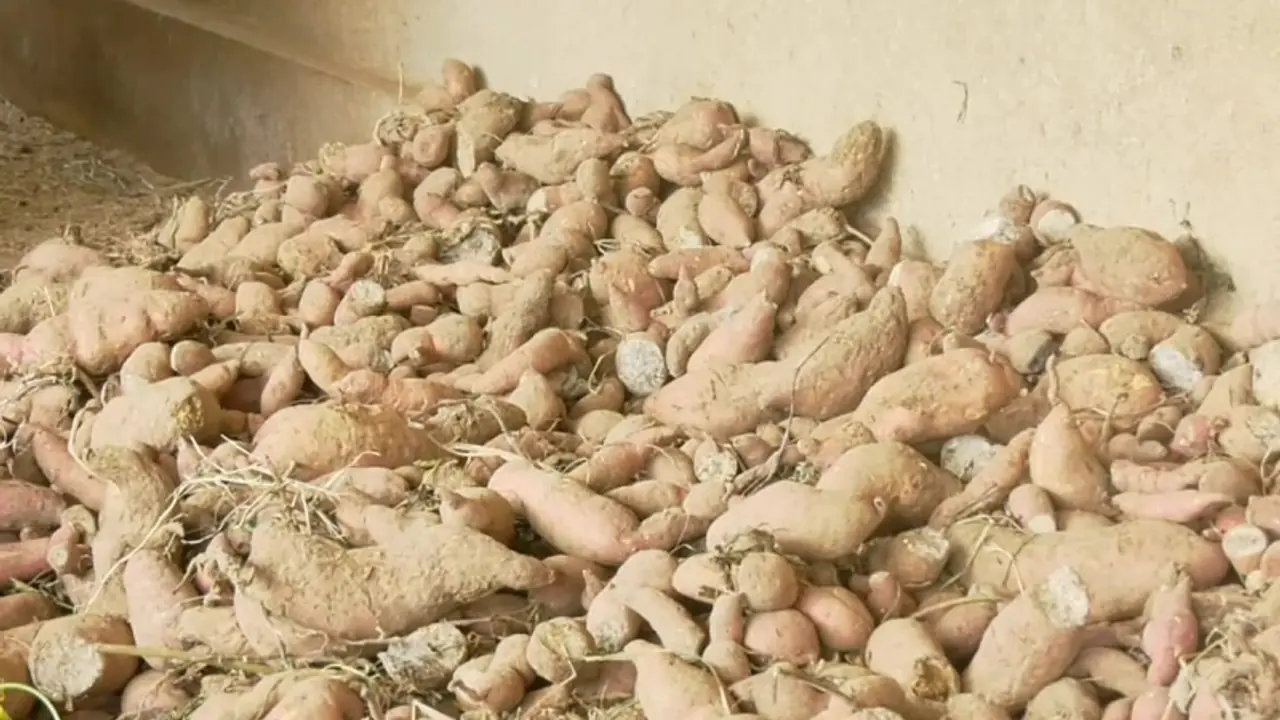 ಕೊಡಗು ಜಿಲ್ಲೆಯ ಸಾವಿರಾರು ರೈತರಿಗೆ ಕಹಿಯಾದ ಸಿಹಿಗೆಣಸು ಕೊಡಗು ಜಿಲ್ಲೆಯ ಸಾವಿರಾರು ರೈತರಿಗೆ ಕಹಿಯಾದ ಸಿಹಿಗೆಣಸು