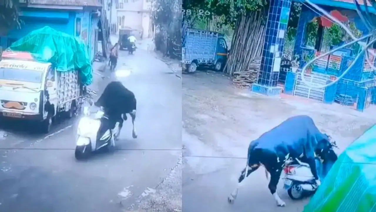 ಹೋರಿಯ ಸ್ಕೂಟಿ ರೈಡ್ :ಸಿಸಿಟಿವಿಯಲ್ಲಿ ಸೆರೆಯಾದ ದೃಶ್ಯ ನೋಡಿ ಶಾಕ್ ಆದ ಜನ