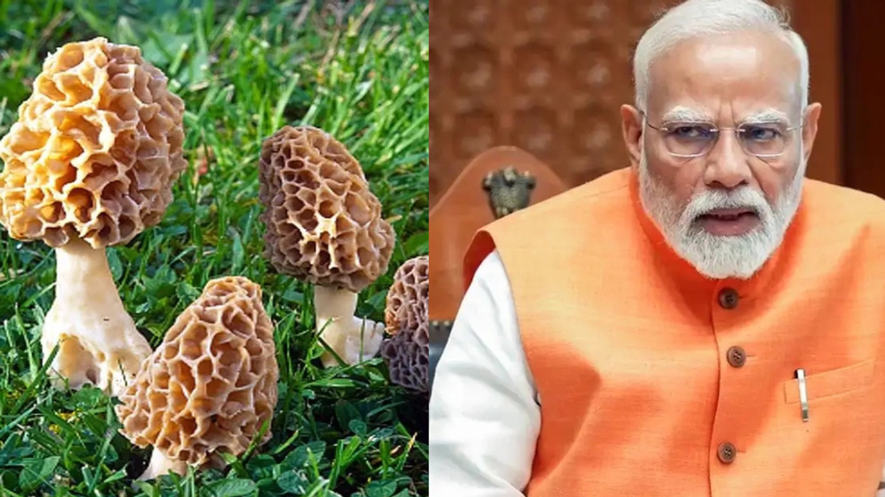 मोदी का पसंदीदा है गुच्छी मशरूम मोदी का पसंदीदा है गुच्छी मशरूम