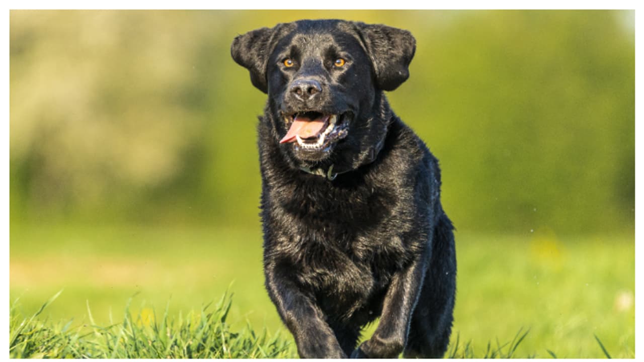 വീട്ടിൽ ലാബ്രഡോർ റിട്രീവർ ഉണ്ടോ? എങ്കിൽ ഇക്കാര്യങ്ങൾ നിങ്ങൾക്കുള്ളതാണ് 