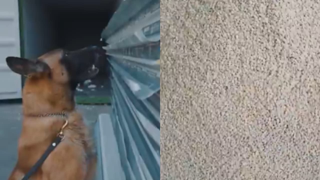 പൊലീസ് നായ്ക്കൾ മണത്തറിഞ്ഞു, ഇന്‍സുലേറ്റിംഗ് പാനലുകള്‍ക്കകത്ത് അതിവിദഗ്ധമായി ഒളിപ്പിച്ച ലഹരി ഗുളികകൾ പിടികൂടി