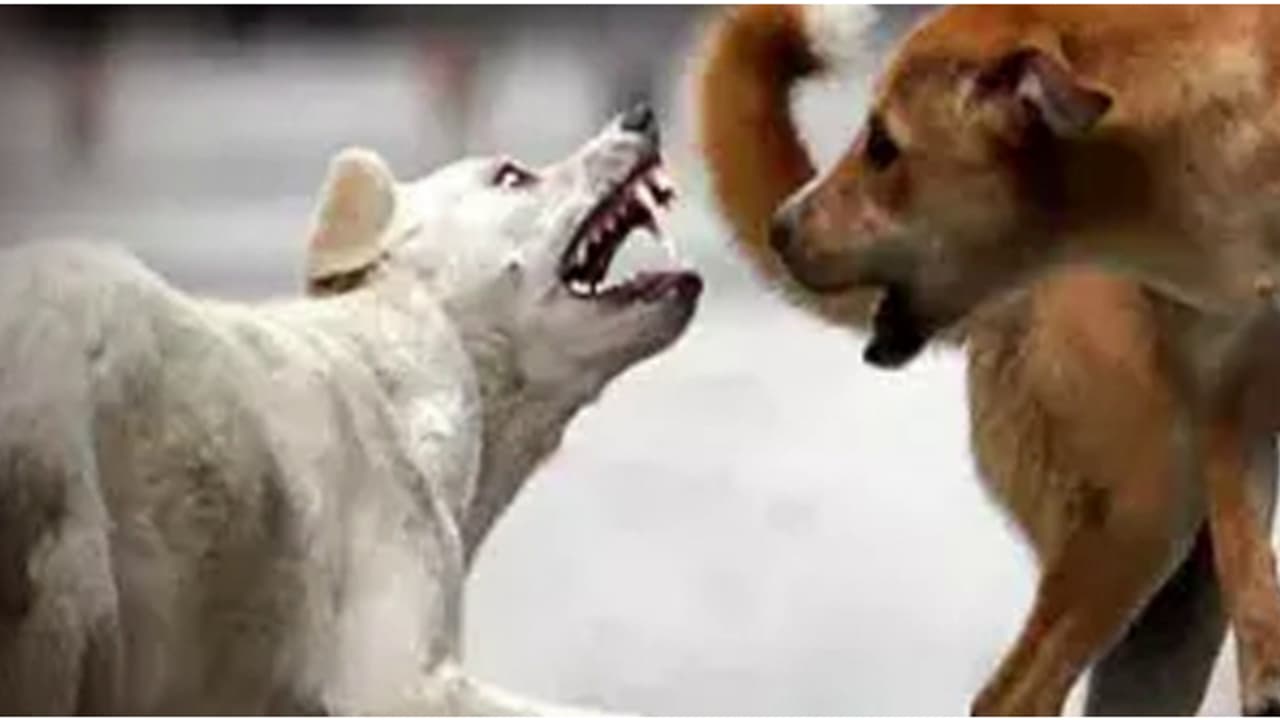 7 വയസ്സുകാരി വെൻ്റിലേറ്ററിൽ; വാക്സിനെടുത്തിട്ടും പേവിഷബാധ, പരിശോധിക്കാൻ ആരോഗ്യ വകുപ്പ്, ഉടൻ യോഗം ചേരും 7 വയസ്സുകാരി വെൻ്റിലേറ്ററിൽ; വാക്സിനെടുത്തിട്ടും പേവിഷബാധ, പരിശോധിക്കാൻ ആരോഗ്യ വകുപ്പ്, ഉടൻ യോഗം ചേരും