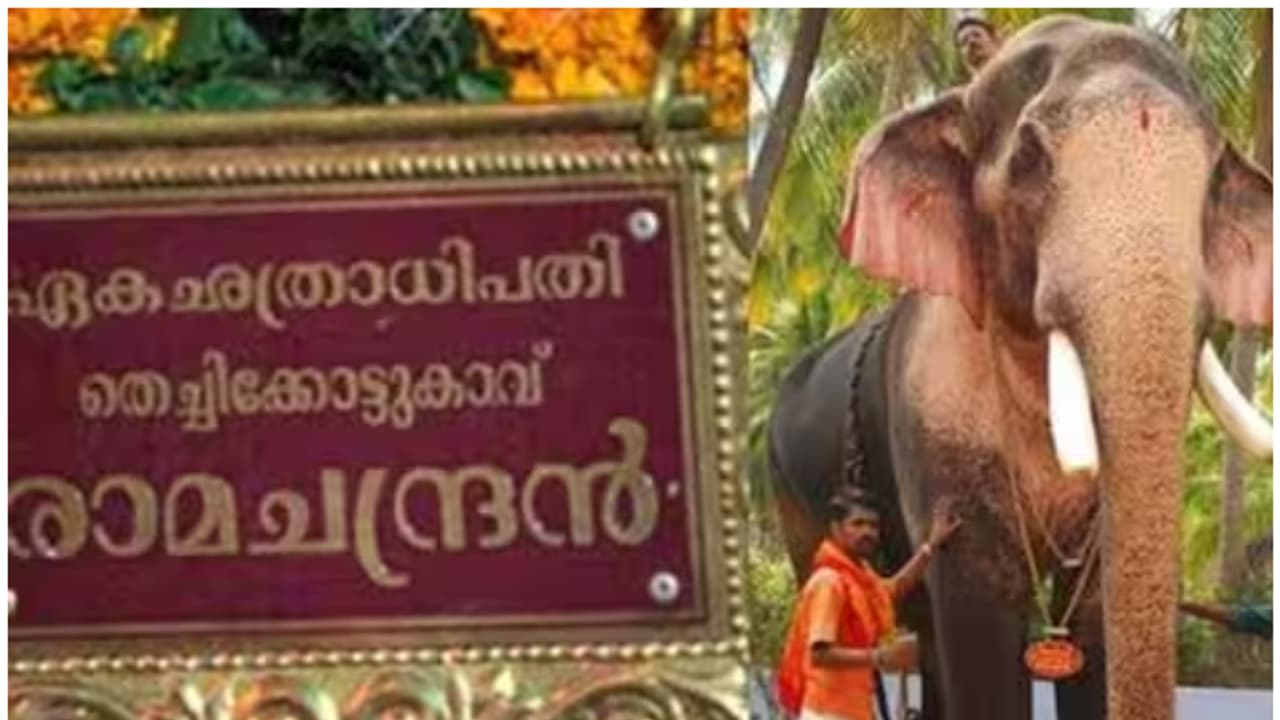 പൂരപ്രേമികളും ആനപ്രേമികളും അറിഞ്ഞോ? തൃശൂർ പൂരത്തിന് തിടമ്പേറ്റാൻ തെച്ചിക്കോട്ടുകാവ് രാമചന്ദ്രന് ഫിറ്റ്നസ് നൽകി പൂരപ്രേമികളും ആനപ്രേമികളും അറിഞ്ഞോ? തൃശൂർ പൂരത്തിന് തിടമ്പേറ്റാൻ തെച്ചിക്കോട്ടുകാവ് രാമചന്ദ്രന് ഫിറ്റ്നസ് നൽകി