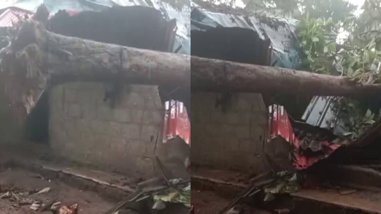 പെരുമ്പാവൂർ ചെറുവേലികുന്നിൽ മരം ഒടിഞ്ഞ് ലേബർ ക്യാമ്പിന് മുകളിലേക്ക് വീണ് ഒരാൾ മരിച്ചു; 3 പേർക്ക് പരിക്ക് പെരുമ്പാവൂർ ചെറുവേലികുന്നിൽ മരം ഒടിഞ്ഞ് ലേബർ ക്യാമ്പിന് മുകളിലേക്ക് വീണ് ഒരാൾ മരിച്ചു; 3 പേർക്ക് പരിക്ക്