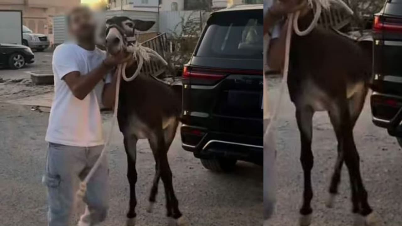 ഒടിഞ്ഞ കാലുമായി കഴുത, സ്റ്റണ്ടും വീഡിയോ ചിത്രീകരണവും, സോഷ്യൽ മീഡിയ ഇൻഫ്ലുവർക്കെതിരെ ബഹ്റൈനിൽ കേസ് 