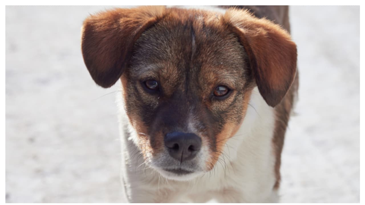 ഏഴ് വർഷത്തിനിടെ 28കാരി രക്ഷിച്ചത് 500ലധികം നായ്ക്കളെ 