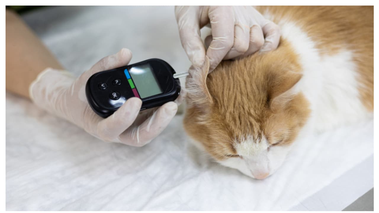 'പൂച്ചകൾക്ക് പ്രമേഹം ഉണ്ടാകുമെന്ന് പലർക്കും അറിയില്ല'; അനുഭവം പങ്കുവെച്ച് യുവതി 'പൂച്ചകൾക്ക് പ്രമേഹം ഉണ്ടാകുമെന്ന് പലർക്കും അറിയില്ല'; അനുഭവം പങ്കുവെച്ച് യുവതി