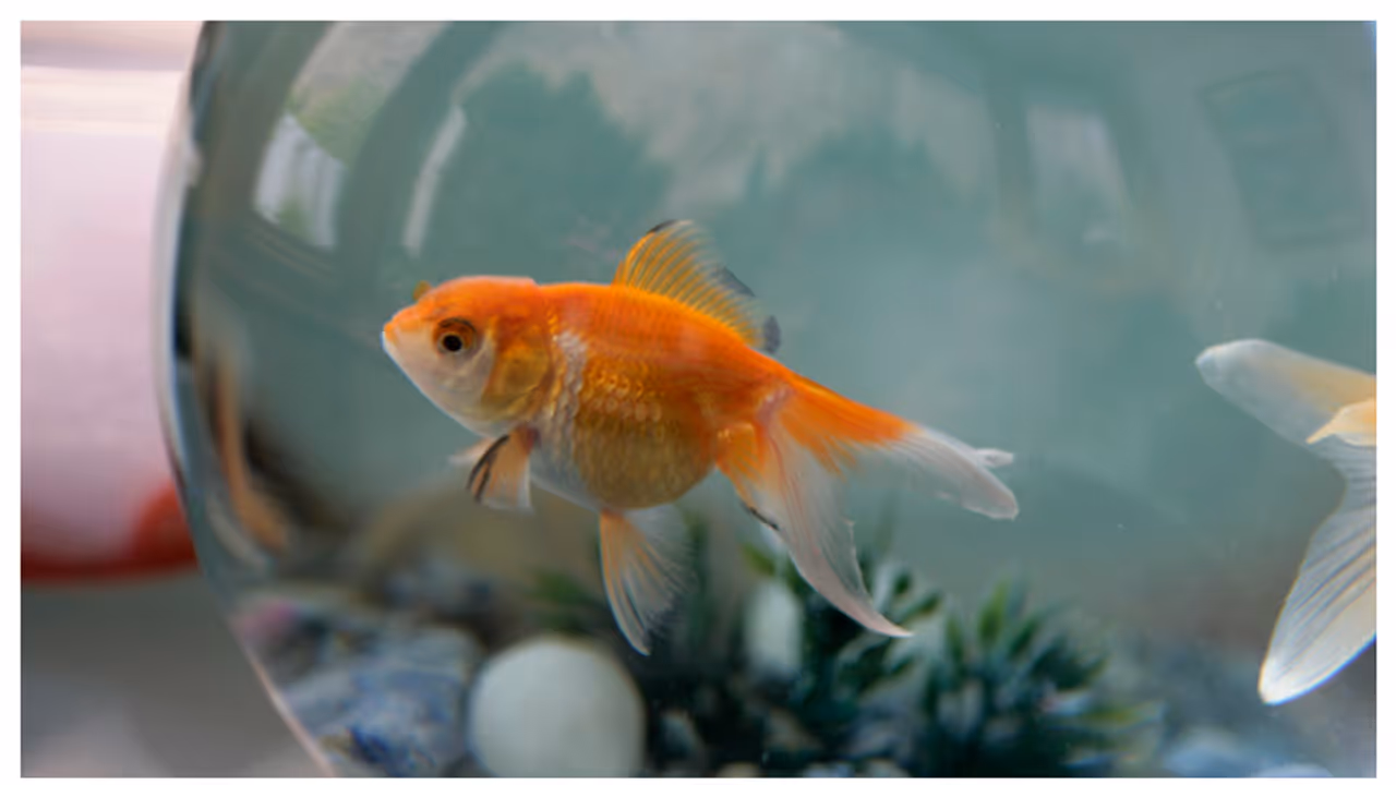 ഗോൾഡ് ഫിഷിനെ വളർത്താൻ പ്ലാനുണ്ടോ? ഈ 8 കാര്യങ്ങൾ അറിഞ്ഞിരിക്കണം ഗോൾഡ് ഫിഷിനെ വളർത്താൻ പ്ലാനുണ്ടോ? ഈ 8 കാര്യങ്ങൾ അറിഞ്ഞിരിക്കണം
