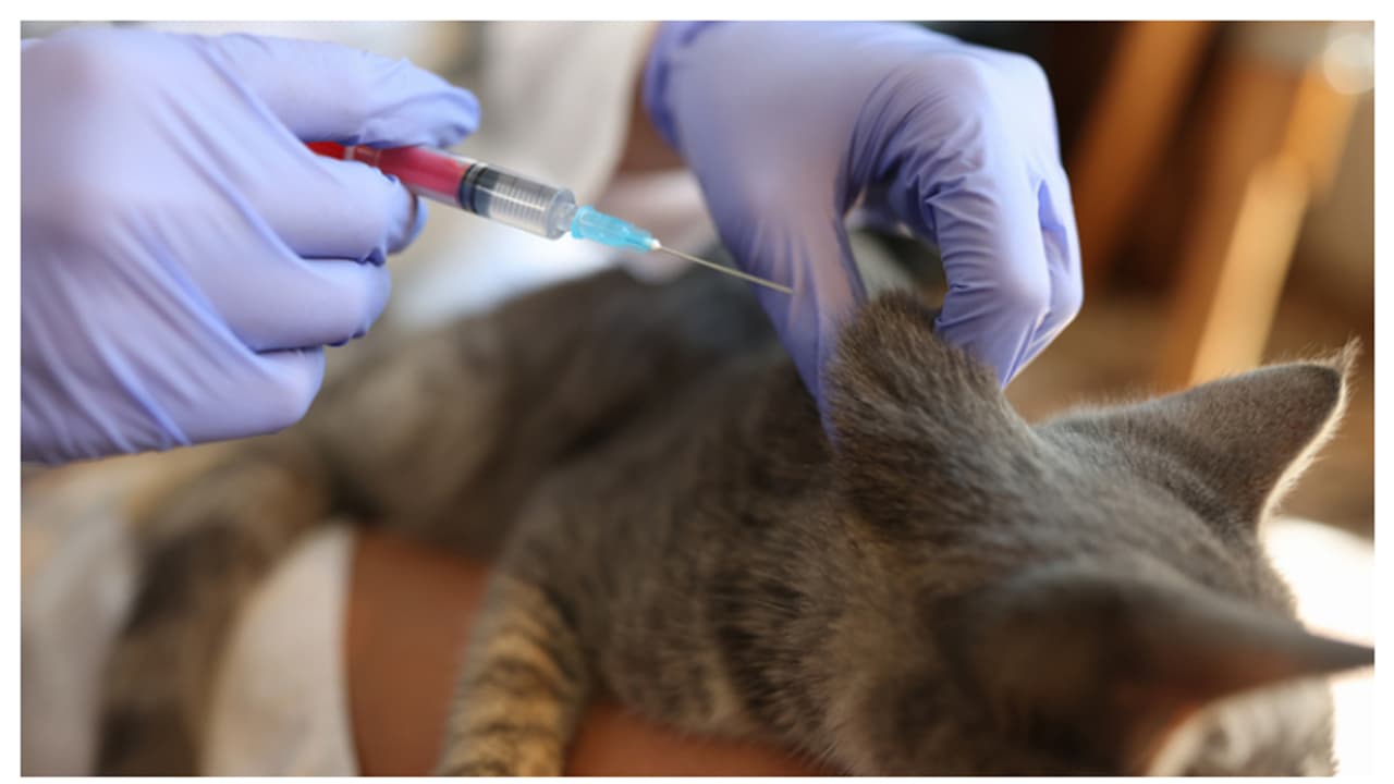 വളർത്ത് പൂച്ചകളിലും പേവിഷബാധയുണ്ട്, മരണം വരെ സംഭവിക്കാം; ഇക്കാര്യങ്ങൾ അറിഞ്ഞിരിക്കണം വളർത്ത് പൂച്ചകളിലും പേവിഷബാധയുണ്ട്, മരണം വരെ സംഭവിക്കാം; ഇക്കാര്യങ്ങൾ അറിഞ്ഞിരിക്കണം