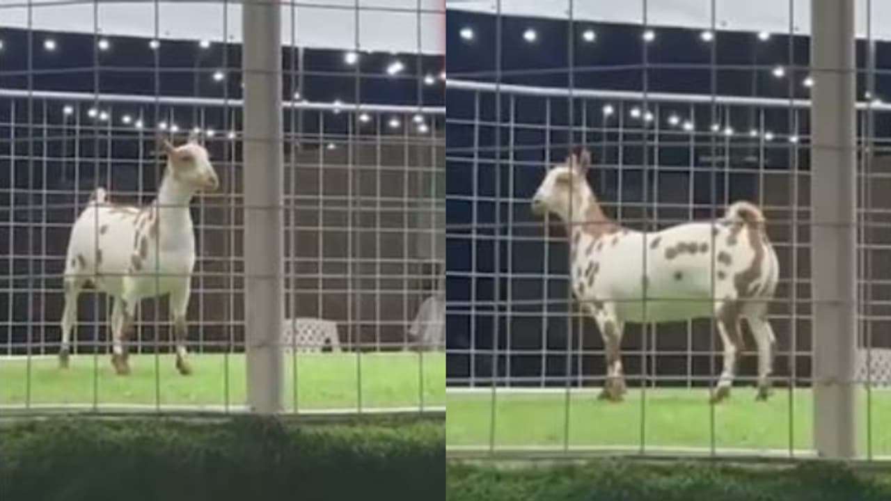 വിറ്റ് പോയത് 16 ലക്ഷത്തിന്, ഇതാണ് സലാലി ആടുകൾ, വിറ്റത് യുഎഇയിൽ നടന്ന ലേലത്തിൽ