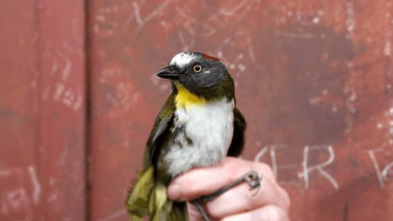 ഒന്നു തൊട്ടാൽ മതി വിഷം ശരീരത്തിൽ കയറും; സൂക്ഷിക്കണം ഈ പക്ഷികളെ