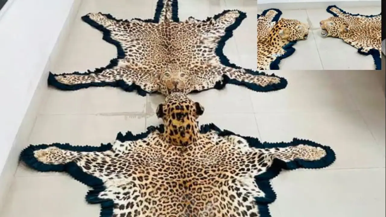 ತಲೆ ಇದ್ದ ಚಿರತೆಯ ಚರ್ಮ, ಕಾಡುಹಂದಿಯ ಕೋರೆ ವಶಕ್ಕೆ ಇಬ್ಬರ ಬಂಧನ ತಲೆ ಇದ್ದ ಚಿರತೆಯ ಚರ್ಮ, ಕಾಡುಹಂದಿಯ ಕೋರೆ ವಶಕ್ಕೆ ಇಬ್ಬರ ಬಂಧನ