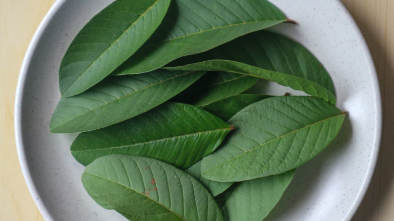 വെറും വയറ്റില്‍ പേരയ്ക്ക ഇലകൾ ചവയ്ക്കുന്നത് കൊണ്ടുള്ള ഗുണങ്ങള്‍