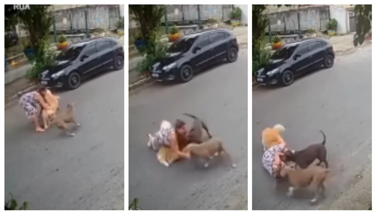 പിറ്റ് ബുള്ളുകളിൽ നിന്ന് വളർത്ത് നായയെ രക്ഷിക്കാനുള്ള ശ്രമം; ഗർഭിണിയായ സ്ത്രീ വയറടിച്ച് നിലത്ത് വീണു, വീഡിയോ 