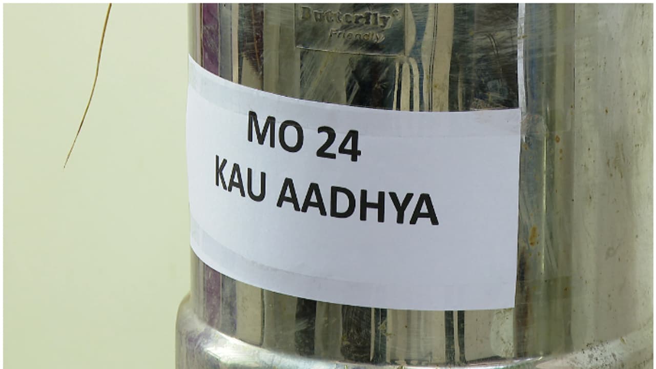 പുണ്യ, ആദ്യ! 18 വർഷത്തെ ഗവേഷണത്തിനൊടുവിൽ മങ്കൊമ്പ് ഗവേഷണ കേന്ദ്രത്തിന് സന്തോഷം! അത്യുത്പാദന നെൽവിത്തുകൾ റെഡി പുണ്യ, ആദ്യ! 18 വർഷത്തെ ഗവേഷണത്തിനൊടുവിൽ മങ്കൊമ്പ് ഗവേഷണ കേന്ദ്രത്തിന് സന്തോഷം! അത്യുത്പാദന നെൽവിത്തുകൾ റെഡി