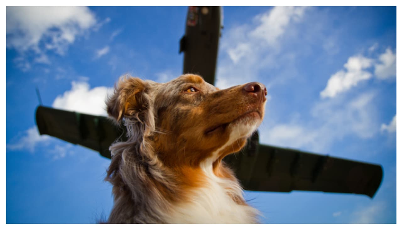 പെറ്റ് സെറ്റ് ഗോ: വളർത്ത് മൃഗങ്ങൾക്കൊപ്പം സന്തോഷത്തോടെ യാത്ര ചെയ്യാം; കൂടുതൽ സൗകര്യങ്ങൾ ഒരുക്കാൻ എയർലൈനുകൾ പെറ്റ് സെറ്റ് ഗോ: വളർത്ത് മൃഗങ്ങൾക്കൊപ്പം സന്തോഷത്തോടെ യാത്ര ചെയ്യാം; കൂടുതൽ സൗകര്യങ്ങൾ ഒരുക്കാൻ എയർലൈനുകൾ