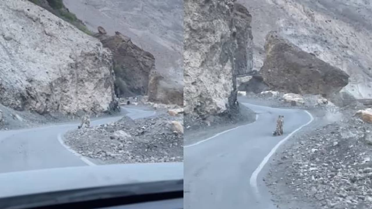അപൂർവങ്ങളിൽ അപൂർവമായ കാഴ്ച, ശരിക്കും ഭാഗ്യവാന്മാർ, വിനോദസഞ്ചാരികൾക്ക് മുന്നിലൊരു ഹിമപ്പുലി! അപൂർവങ്ങളിൽ അപൂർവമായ കാഴ്ച, ശരിക്കും ഭാഗ്യവാന്മാർ, വിനോദസഞ്ചാരികൾക്ക് മുന്നിലൊരു ഹിമപ്പുലി!