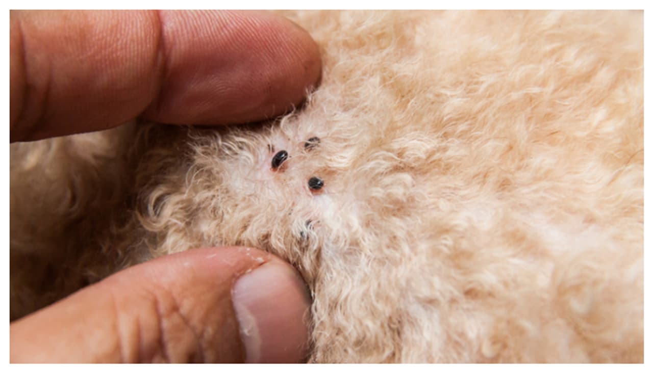 ಮನೆಯಲ್ಲಿ ಸಾಕುಪ್ರಾಣಿಗಳಿಗೆ ಉಣ್ಣೆ, ಚಿಗಟ ಕಾಟವೇ ಸುಲಭವಾಗಿ ತೊಡೆದು ಹಾಕಲು ಇಷ್ಟು ಮಾಡಿ ಸಾಕು!