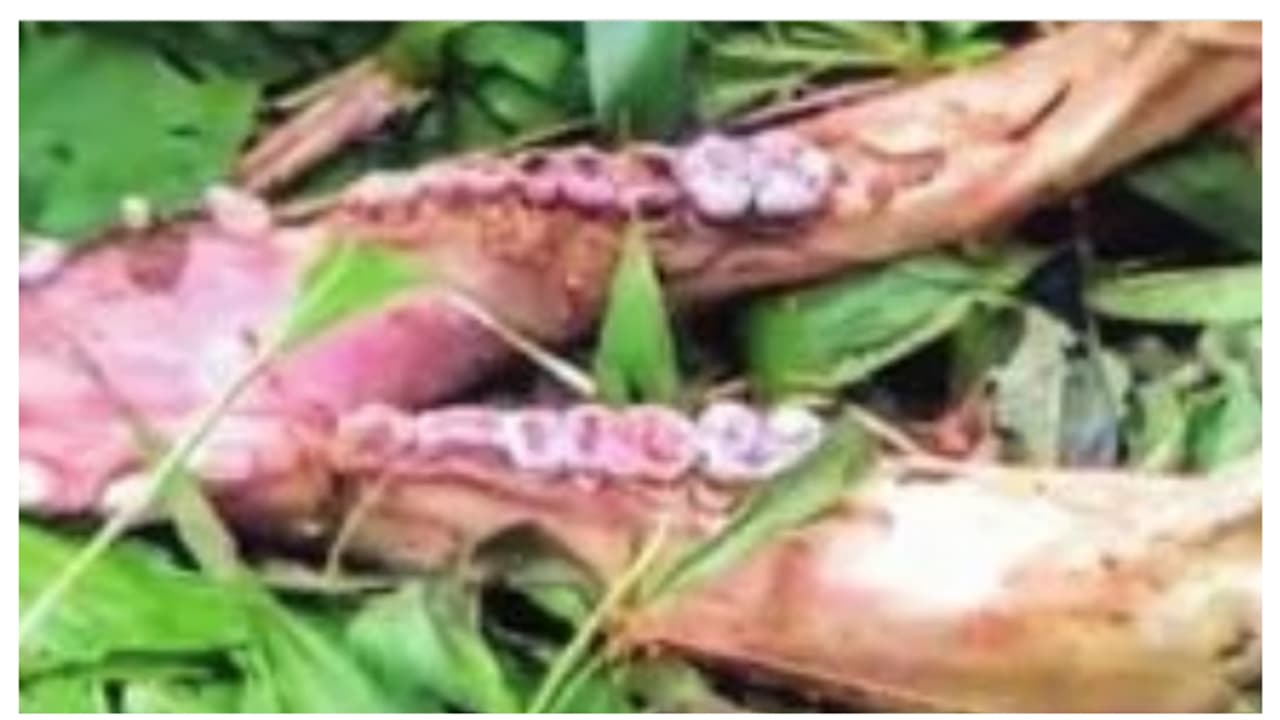 ചക്ക പറിക്കാൻ പോയപ്പോൾ കാട്ടുപന്നിയുടെ ജഡം, നാട്ടുകാരെ വിളിച്ച് തിരിച്ചെത്തിയപ്പോഴേക്കും എല്ലും തോലും മാത്രം!