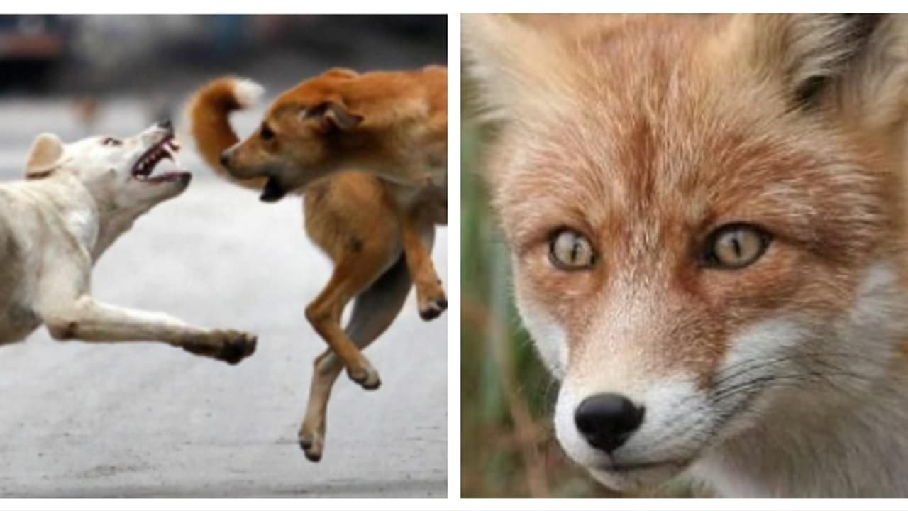 വടകരയിൽ 5 പേർക്ക് കുറുക്കന്റെ കടിയേറ്റു; ഒരാൾക്ക് നായയുടെ ആക്രമണത്തിൽ പരിക്ക്, ആശുപത്രിയിൽ വടകരയിൽ 5 പേർക്ക് കുറുക്കന്റെ കടിയേറ്റു; ഒരാൾക്ക് നായയുടെ ആക്രമണത്തിൽ പരിക്ക്, ആശുപത്രിയിൽ