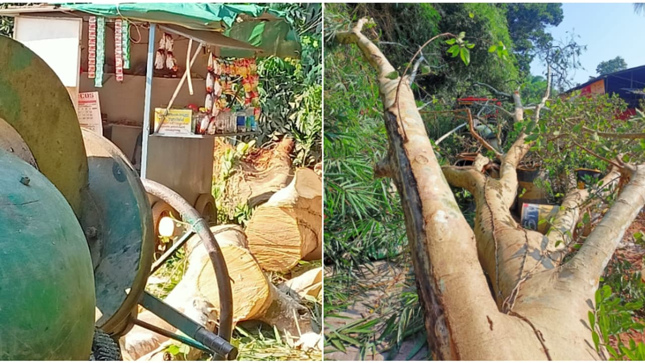 നിന്ന നിൽപ്പിൽ ഭീമൻ മരം കടപുഴകി വീണു, കോഴിക്കോട് കോണ്‍ക്രീറ്റ് ജോലി ചെയ്തിരുന്ന 4 തൊഴിലാളികൾക്ക് അത്ഭുത രക്ഷ