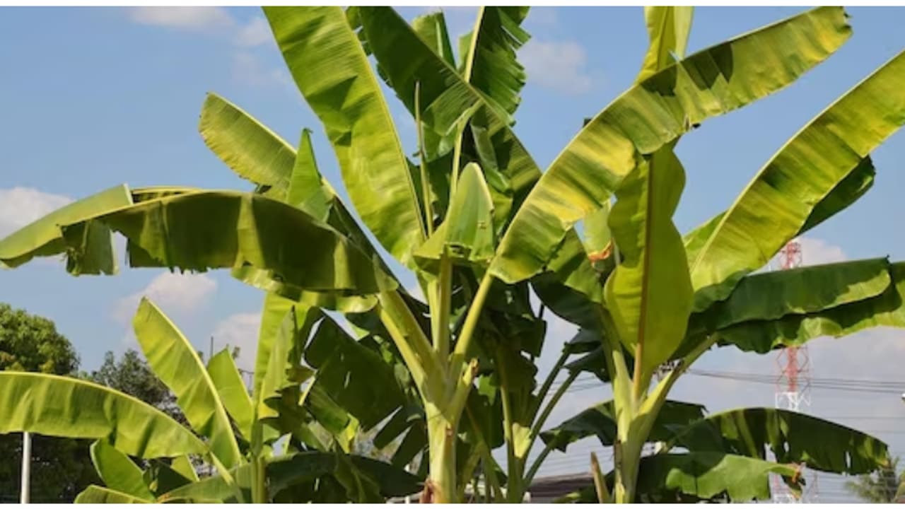 ഏയ് ബനാനെ ഒരു കായ് തരാമോ! വാഴവെച്ചിട്ടും കാര്യമുണ്ടായില്ല, ഒരു ലക്ഷം രൂപ നഷ്ടപരിഹാരത്തിന് ഉത്തരവ് ഏയ് ബനാനെ ഒരു കായ് തരാമോ! വാഴവെച്ചിട്ടും കാര്യമുണ്ടായില്ല, ഒരു ലക്ഷം രൂപ നഷ്ടപരിഹാരത്തിന് ഉത്തരവ്