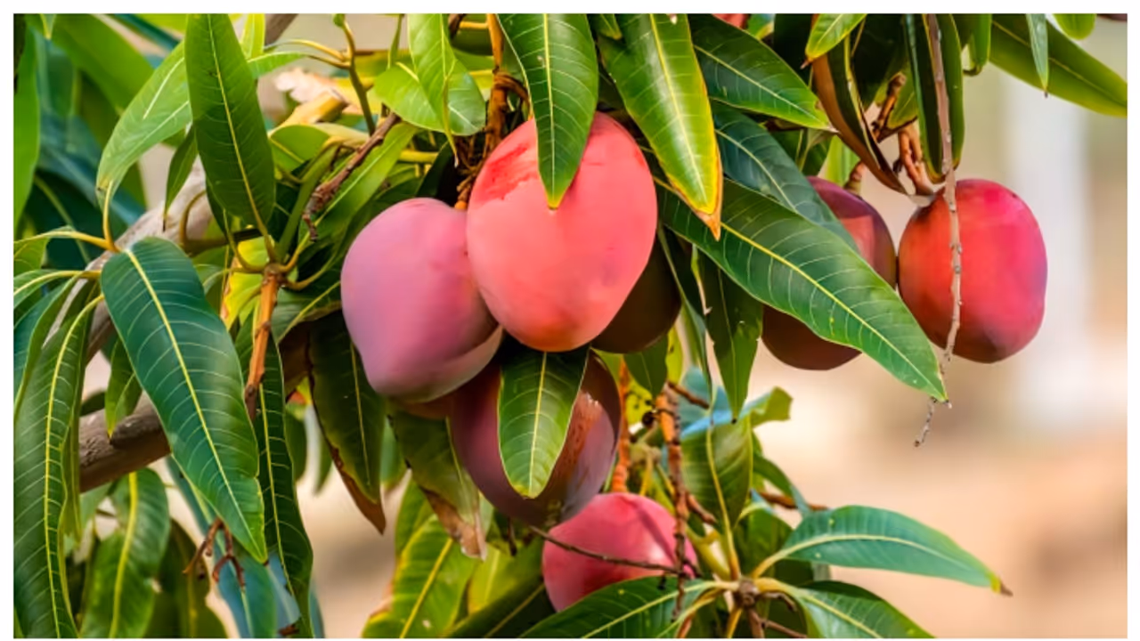 വിളിപ്പേര് 'സൂര്യന്‍റെ മുട്ട', വില ലക്ഷങ്ങൾ, കാഴ്ചയില്‍ ചുവന്ന മുട്ട, ഇതാണ് ലോകത്തിലെ ഏറ്റവും വില കൂടിയ മാങ്ങ