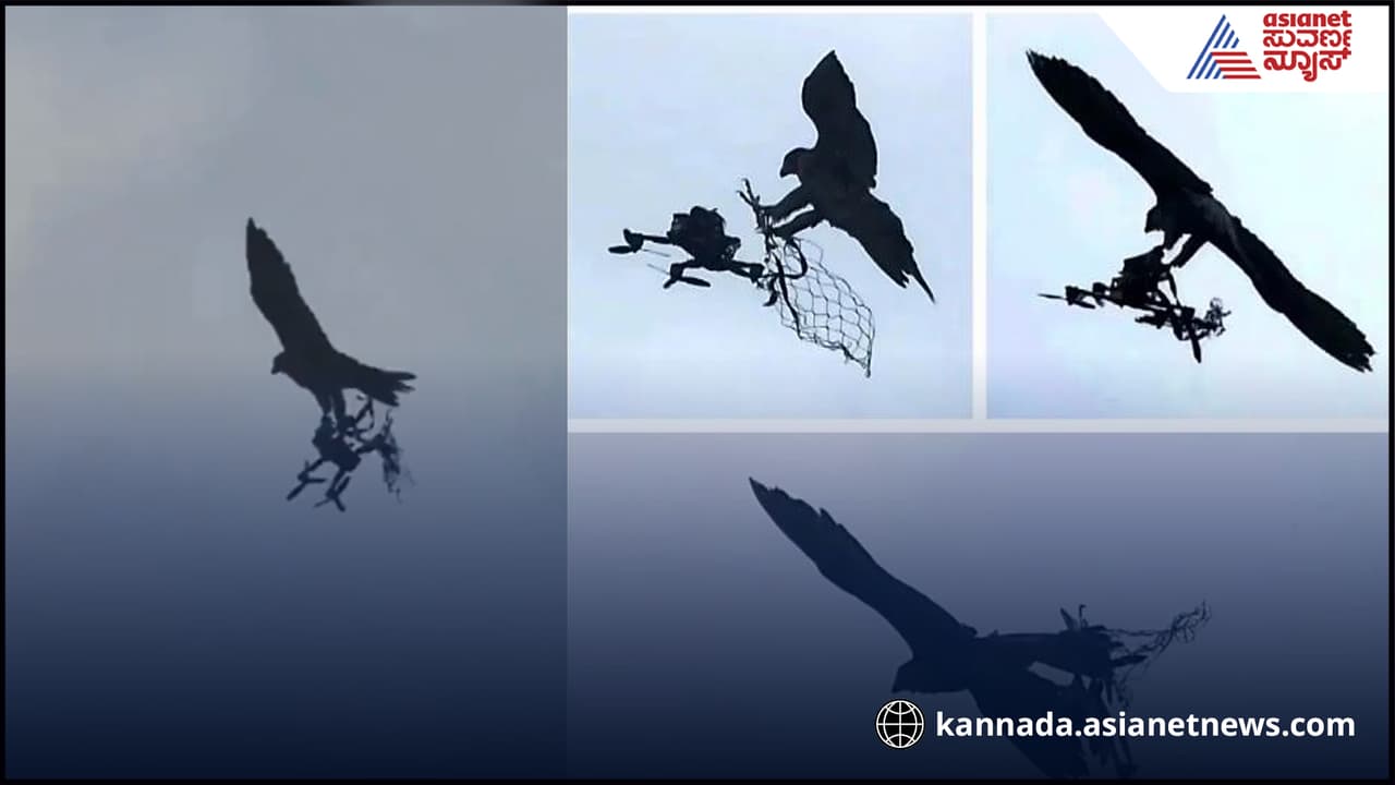 ಹದ್ದುಗಳಿಂದ ವೈರಿ ದೇಶದ ಡ್ರೋನ್​ಗಳ ಬೇಟೆ ಆಕಾಶದಲ್ಲೇ ಉಡೀಸ್​: ರೋಚಕ ವಿಡಿಯೋ ವೈರಲ್​ 