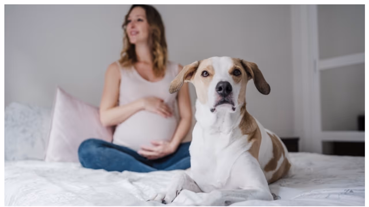 അഞ്ച് മാസം ഗർഭിണിയായ സ്ത്രീയിൽ ടേപ്പ് വേം സിസ്റ്റ്, കാരണക്കാരൻ വളർത്ത് നായയെന്ന് വിദഗ്ദർ അഞ്ച് മാസം ഗർഭിണിയായ സ്ത്രീയിൽ ടേപ്പ് വേം സിസ്റ്റ്, കാരണക്കാരൻ വളർത്ത് നായയെന്ന് വിദഗ്ദർ