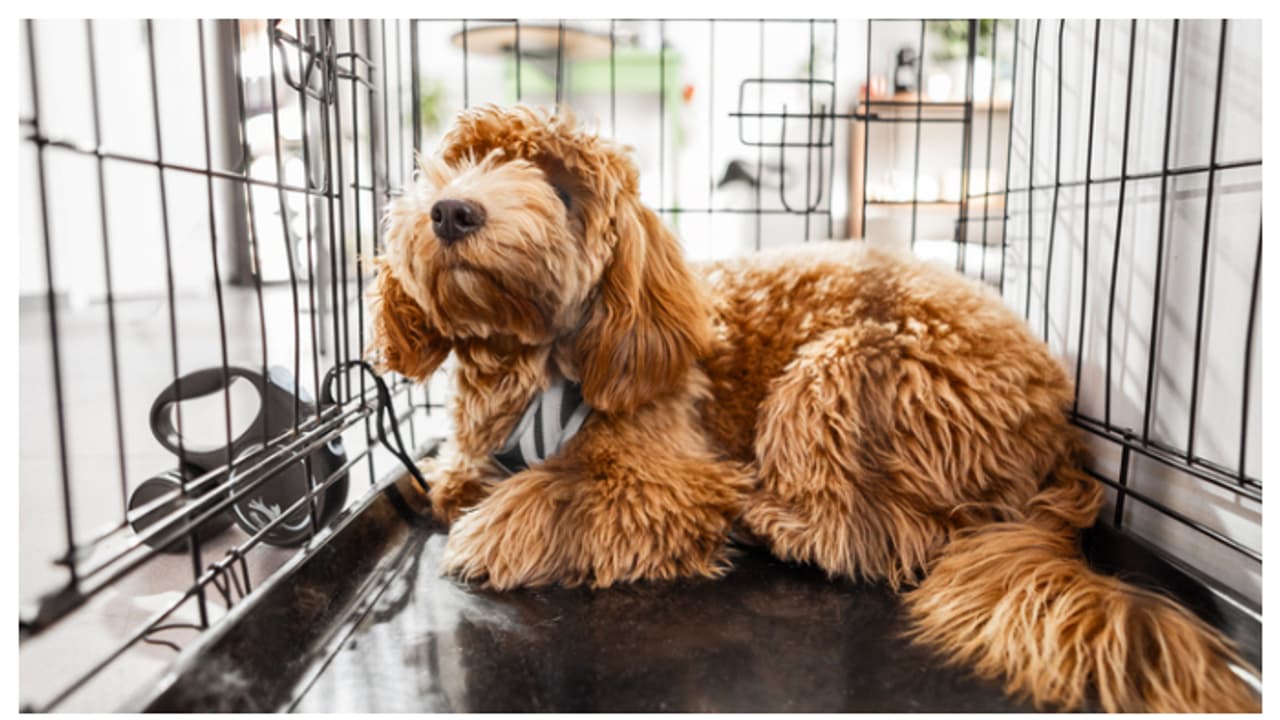 ನಿಮ್ಮ ಸಾಕು ನಾಯಿಗೆ ಗೂಡು ಸಿದ್ಧಪಡಿಸುವಾಗ ಈ ವಿಷಯ ನೆನಪಿನಲ್ಲಿಟ್ಕೊಳ್ಳಿ! ನಿಮ್ಮ ಸಾಕು ನಾಯಿಗೆ ಗೂಡು ಸಿದ್ಧಪಡಿಸುವಾಗ ಈ ವಿಷಯ ನೆನಪಿನಲ್ಲಿಟ್ಕೊಳ್ಳಿ!