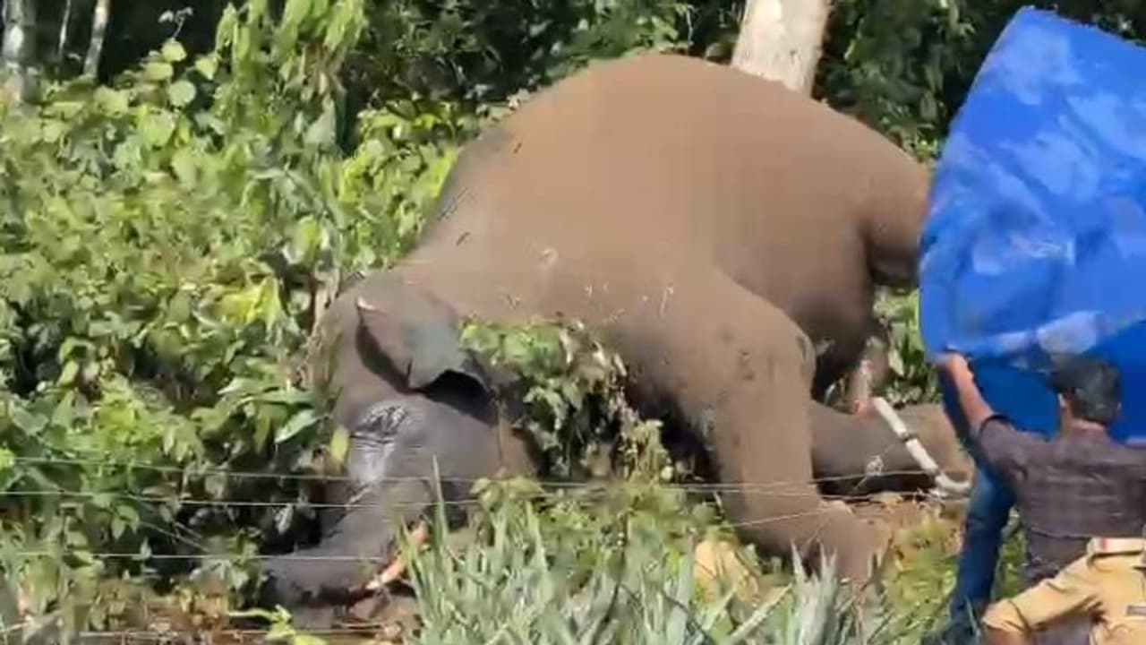 വേലിയിൽ നിന്ന് ഷോക്കേറ്റ് ആന ചരിഞ്ഞു; പോസ്റ്റ്മോർട്ടം ഇന്ന്, വിശദ അന്വേഷണത്തിന് വനംവകുപ്പ് വേലിയിൽ നിന്ന് ഷോക്കേറ്റ് ആന ചരിഞ്ഞു; പോസ്റ്റ്മോർട്ടം ഇന്ന്, വിശദ അന്വേഷണത്തിന് വനംവകുപ്പ്