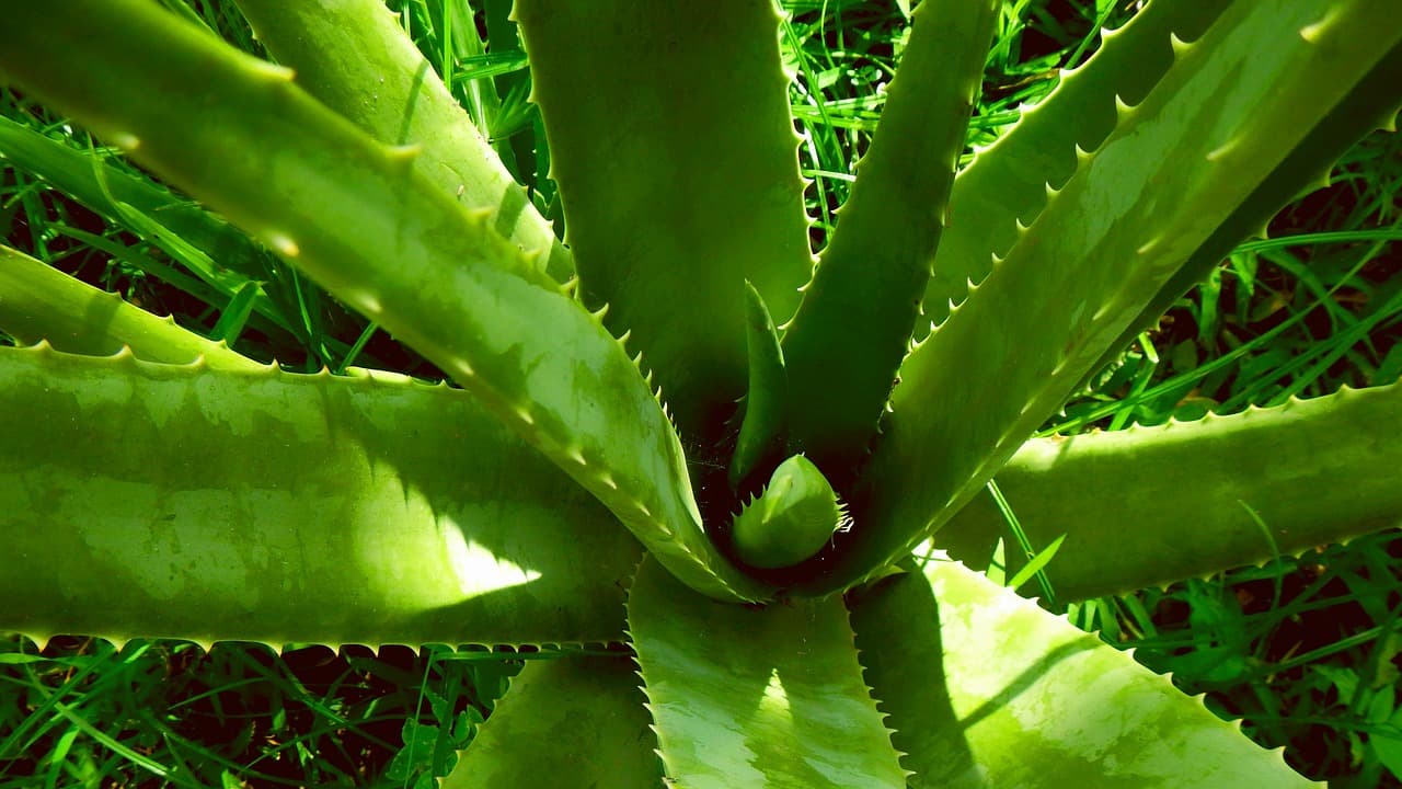 കറ്റാർവാഴ വളർത്താൻ സിംപിളാണ്; ഇത്രയേ ചെയ്യാനുള്ളൂ 