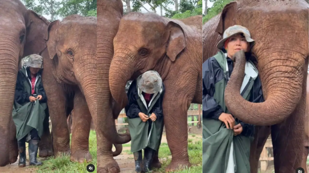 ವೈರಲ್ ವಿಡಿಯೋ: ಮಳೆಯಿಂದ ತನ್ನ ಕಾವಾಡಿಗ ಮಹಿಳೆಯನ್ನು ರಕ್ಷಿಸಿದ ಆನೆಗಳು!