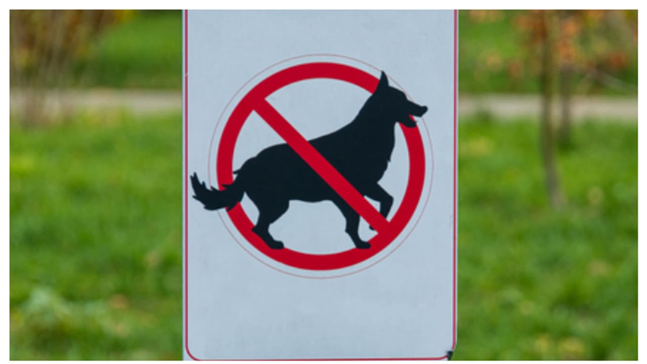 ഈ നിയമങ്ങൾ അറിയില്ലേ? നായയെ വളർത്തുമ്പോൾ നിങ്ങൾ ഇക്കാര്യങ്ങൾ അറിയാതെ പോകരുത് ഈ നിയമങ്ങൾ അറിയില്ലേ? നായയെ വളർത്തുമ്പോൾ നിങ്ങൾ ഇക്കാര്യങ്ങൾ അറിയാതെ പോകരുത്