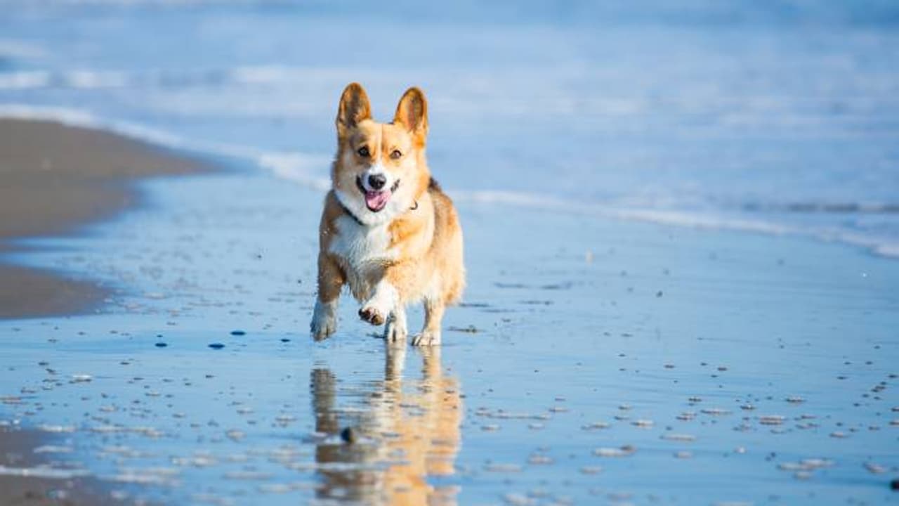 നായയെ രക്ഷിക്കാൻ കടലിലിറങ്ങി, യുവാവിന് ദാരുണാന്ത്യം, ഇങ്ങനെ ചെയ്യരുതെന്ന് അധികൃതർ