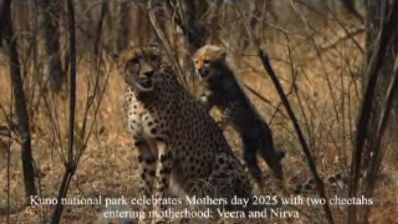 എന്ത് മനോഹരം! അമ്മമാരെന്തായാലും അമ്മമാരല്ലേ? വീഡിയോയുമായി കുനോ നാഷണൽ പാർക്ക് എന്ത് മനോഹരം! അമ്മമാരെന്തായാലും അമ്മമാരല്ലേ? വീഡിയോയുമായി കുനോ നാഷണൽ പാർക്ക്