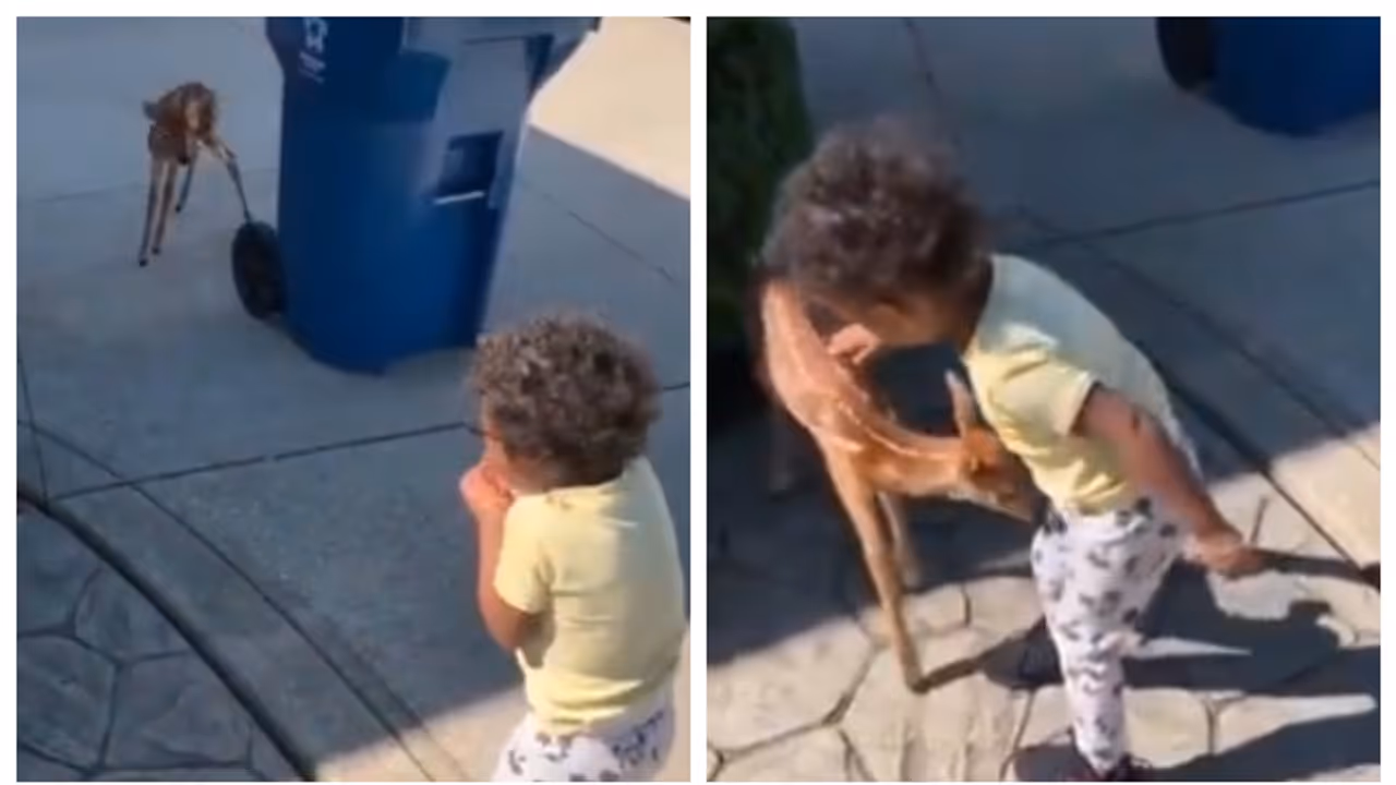 'വാടാ... വാ...'; കുഞ്ഞിന്റെ വിളികേട്ട് മുട്ടിയുരുമ്മുന്ന മാന് കുഞ്ഞ്, ഹൃദയം നിറഞ്ഞെന്ന് സോഷ്യൽ മീഡിയ 'വാടാ... വാ...'; കുഞ്ഞിന്റെ വിളികേട്ട് മുട്ടിയുരുമ്മുന്ന മാന് കുഞ്ഞ്, ഹൃദയം നിറഞ്ഞെന്ന് സോഷ്യൽ മീഡിയ